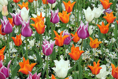 Anemone, Tulips 'Ballade', 'Ballerina', 'White Triumphator'